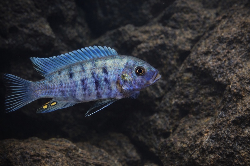 Maylandia zebra 'Manda'